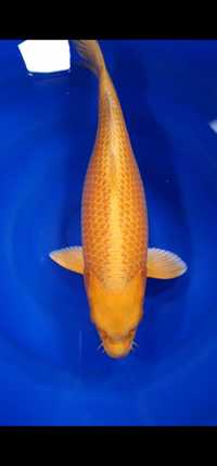 Carpa koi yamabuki