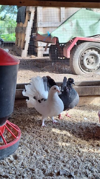 Sprzedam golebie ozdobne