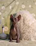 Gatinho Sphynx 3 meses