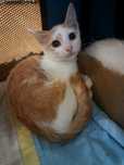Бело-рыжий котёнок мальчик ищет дом! Котята в хорошие руки!