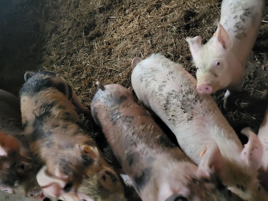 Sprzedam warchlaki 250 zł