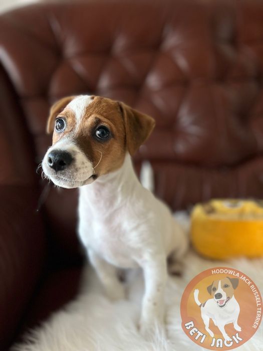 Piękna suczka Jack Russell Terrier z hodowli „BETI JACK” Bianka