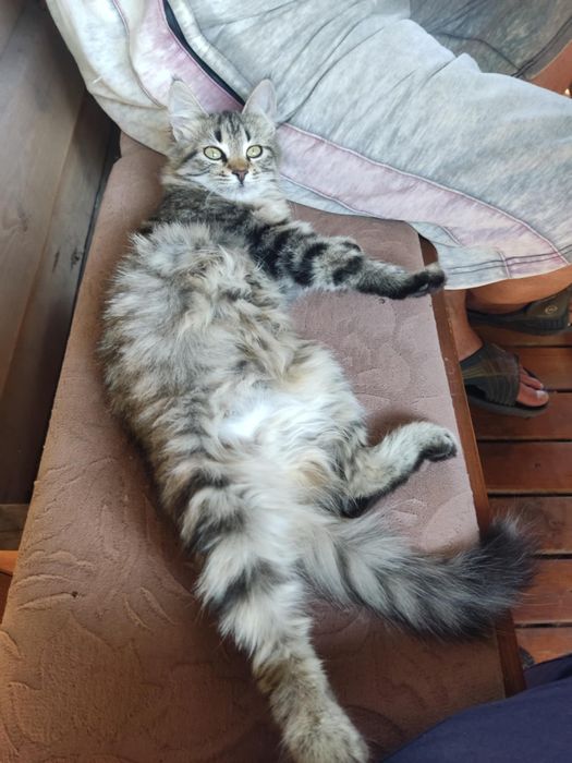 Симпатичные котята даром. Кот. Кошка. Котенок бесплатно