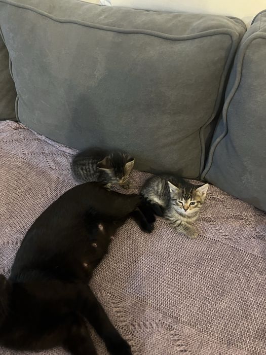 Кошенята Віддам в добрі руки!Плюс 100грв на корм!