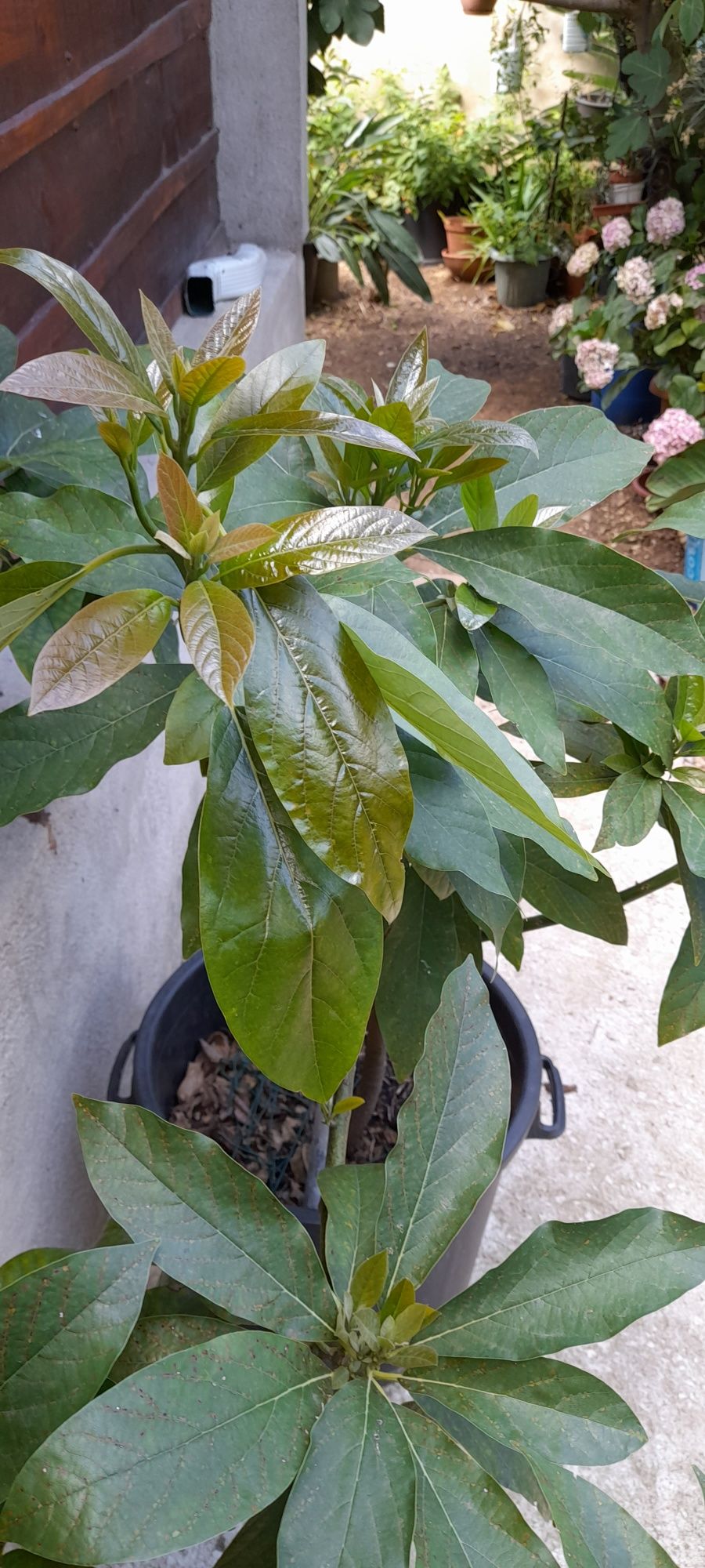 Abacateiro para venda com 4 anos  está em boa terra .