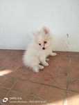 Spitz Alemão ( macho)
