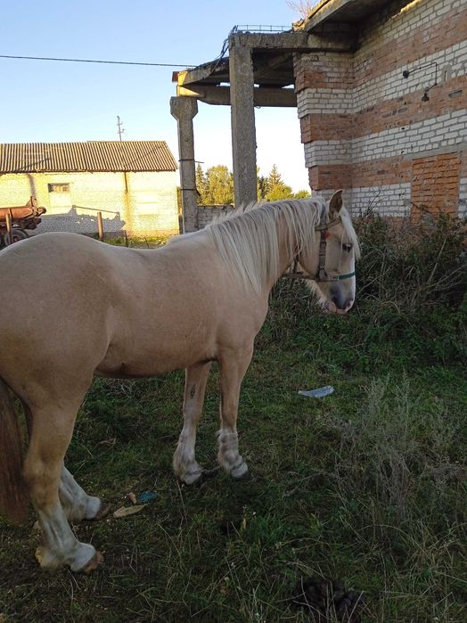 Продам молоду лошичку.