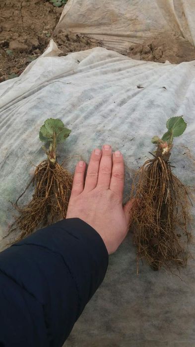 Свіжокопана та касетна розсада полуниці. Саженцы Клубники. Доставка