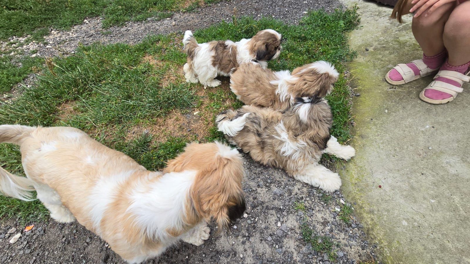 SHIH TZU śliczny szczeniak