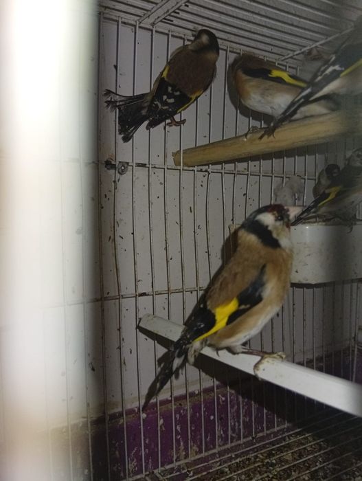 Criador número 562598