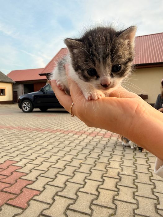 Oddam kotki w dobre ręce, za darmo