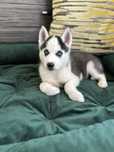 Suczka rasy Syberian Husky