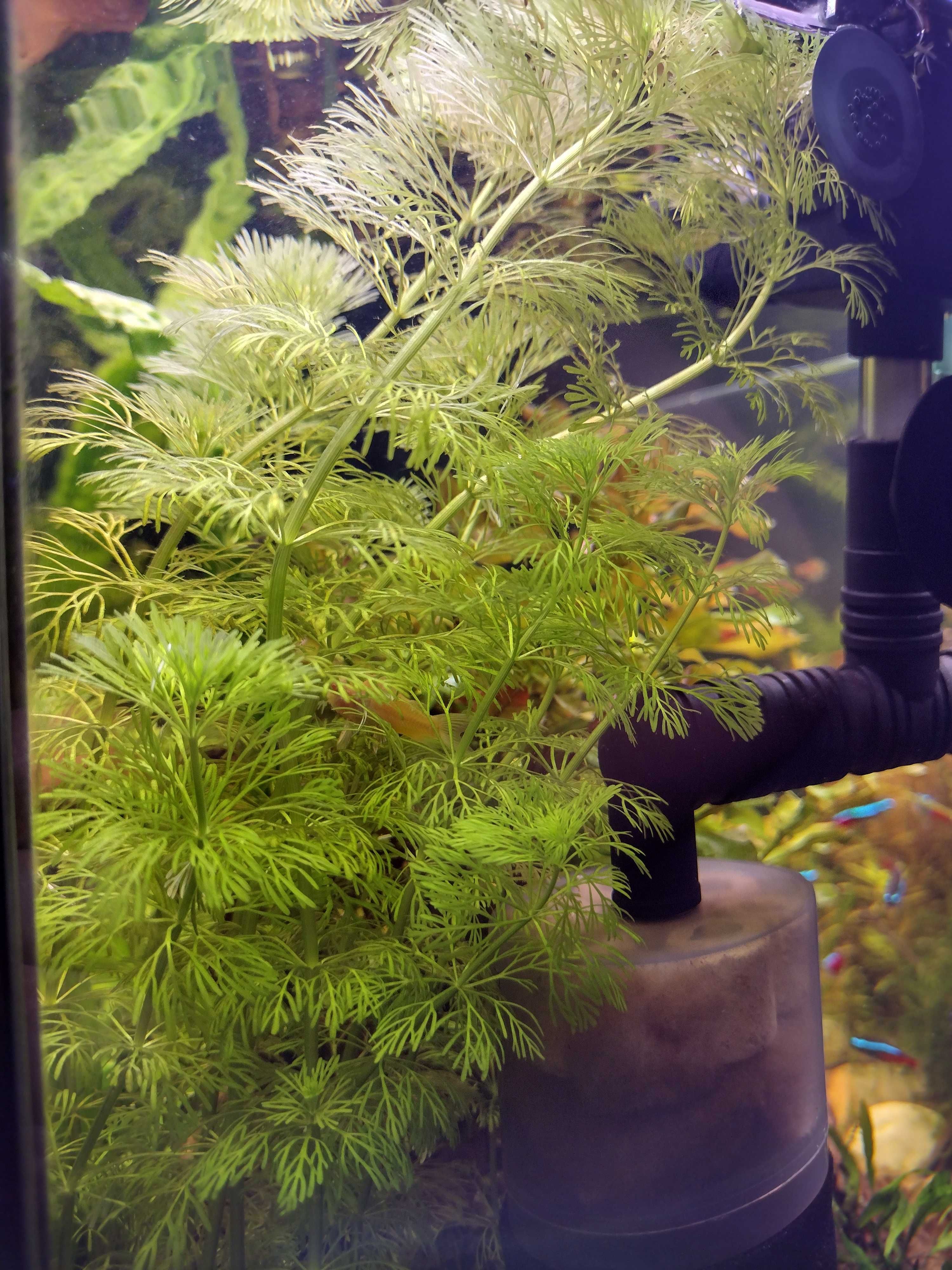Roślina Akwariowa - Limnophila Sessiliflora