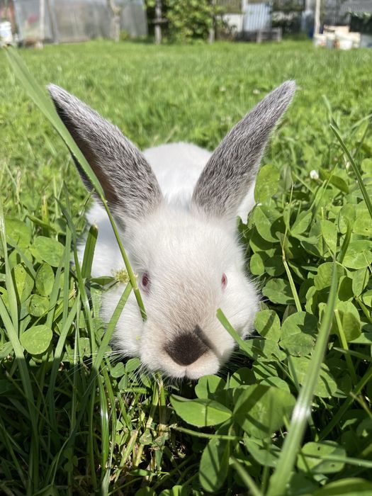 Króliki kalifornijskie