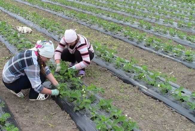 Агроволокно чёрное  ..Распродажа