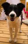 Sprzedam szczeniaka Border Collie  Dogoterapia Suczka Czarno Biała FCI