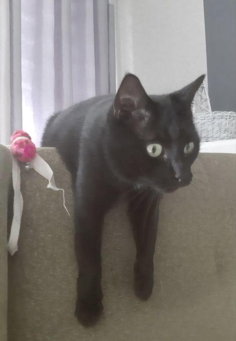 Pilne!!! Dwa kocurki do adopcji