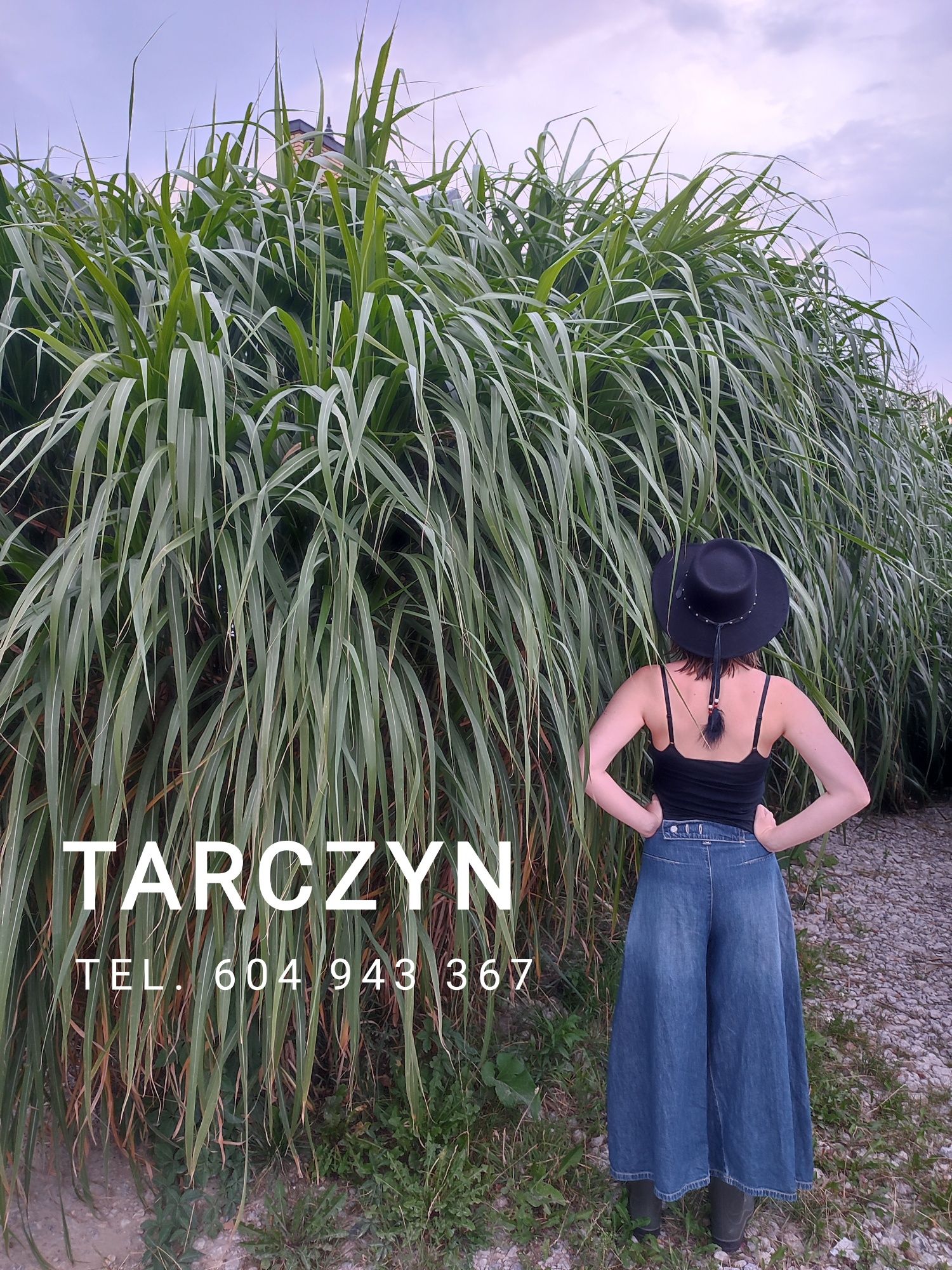Trawa Miscant gigantea miskant gigant olbrzymia słoniowa żywopłot pędy