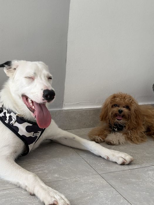 Pet sitter/ Dog Walking/ Dog Bath