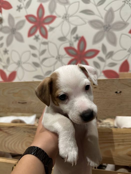 Цуценята Джек рассел терʼєр.