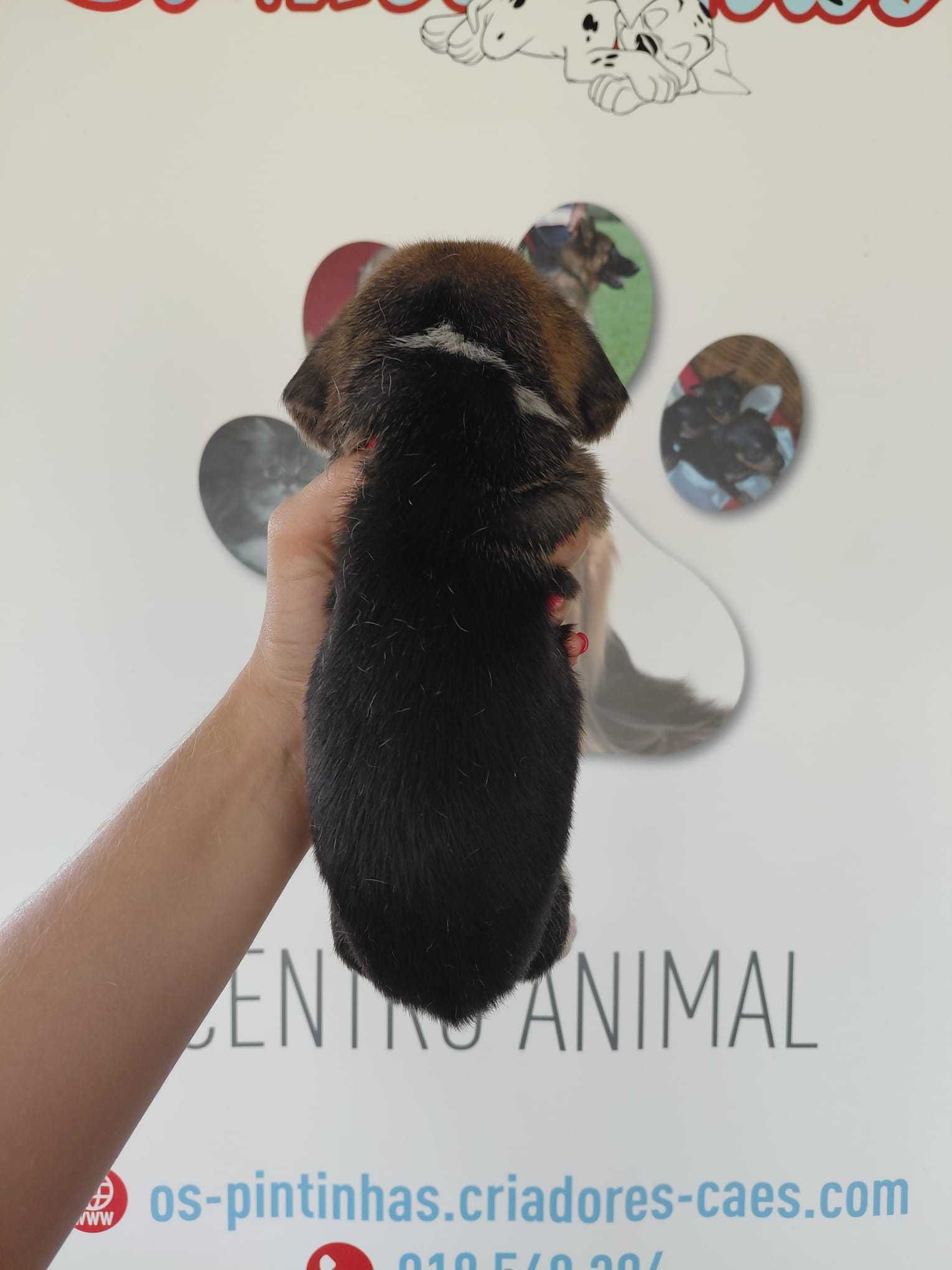 Cachorro Beagle TOP
