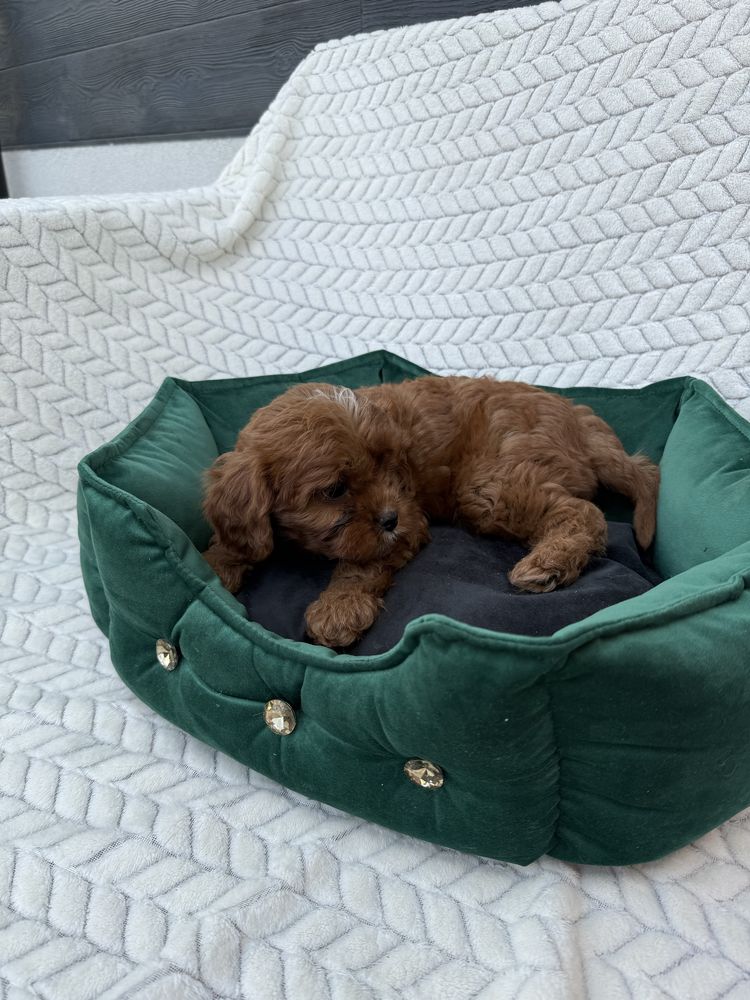 Cavapoo F1 GOTOWY DO ODBIORU pudel toy, cavalier