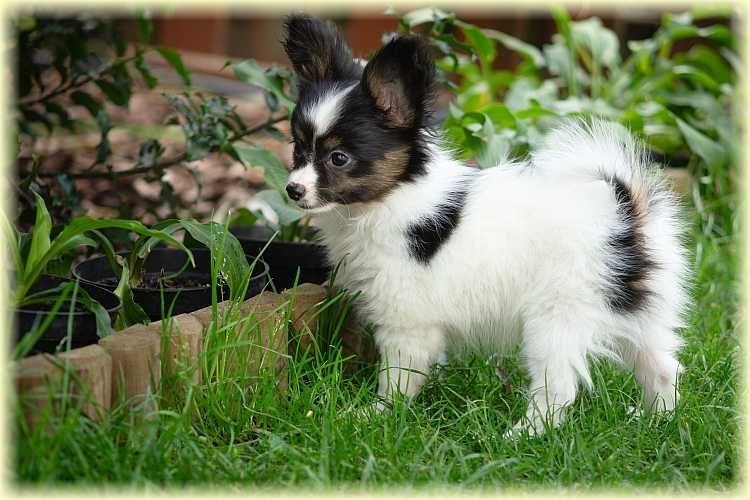 Spaniel kontynentalny miniaturowy papillon suczka ZKwP/FCI