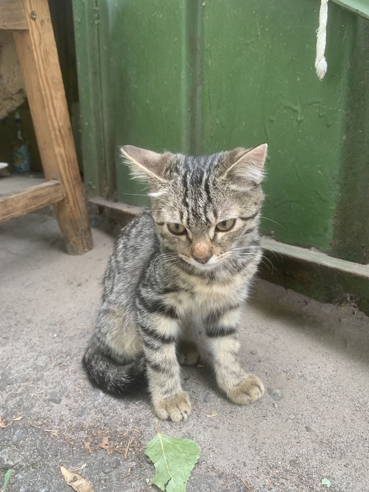 Отдам котенка.расцветка шпротик.