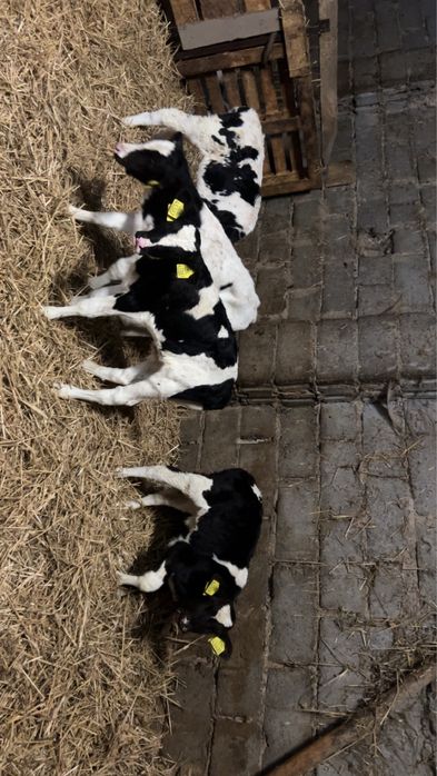 Cielaki byczki 3 tygodniowe 6 sztuk