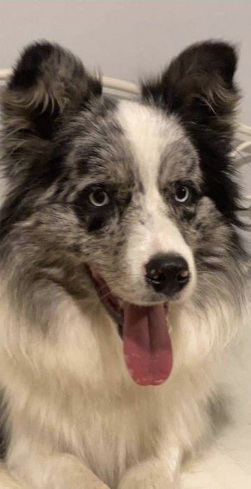 Reproduktor Border collie ZKwP FCI