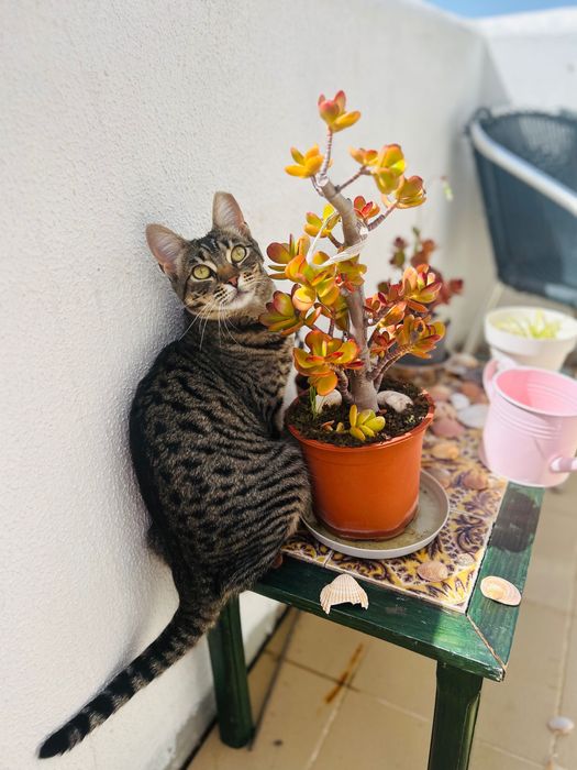 Adoção de Gato Albufeira