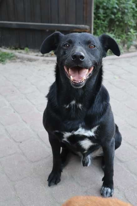 przyjacielski Trevor szuka domu