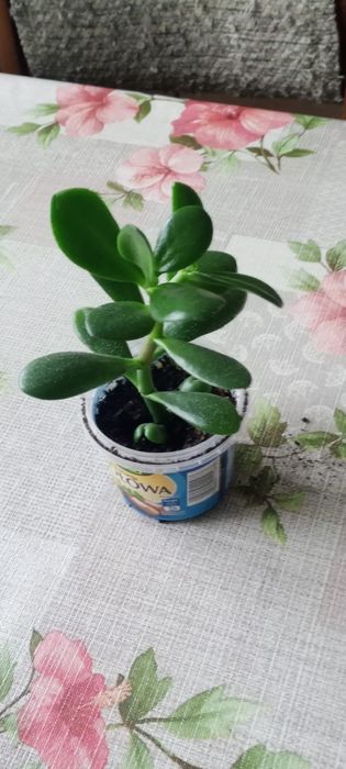 Grubosz drzewko szczęścia