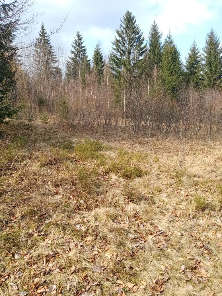 Продається земельна ділянка в с Гута