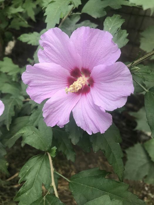 Гибискус сирийский древовидный, жасмин чубушник