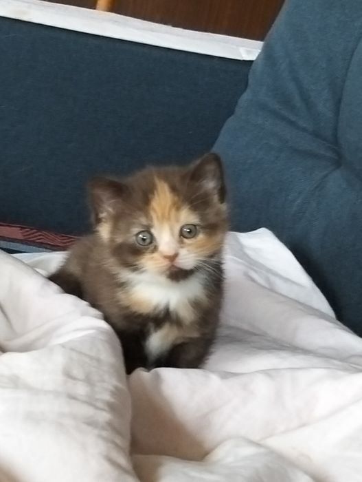 Кошенята британці