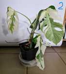 Monstera variegata