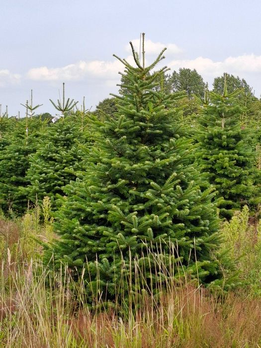 Jodła Kaukaska Cięta 175-250 cm/ 200-300cm/ w donicy - TuChoinki.pl