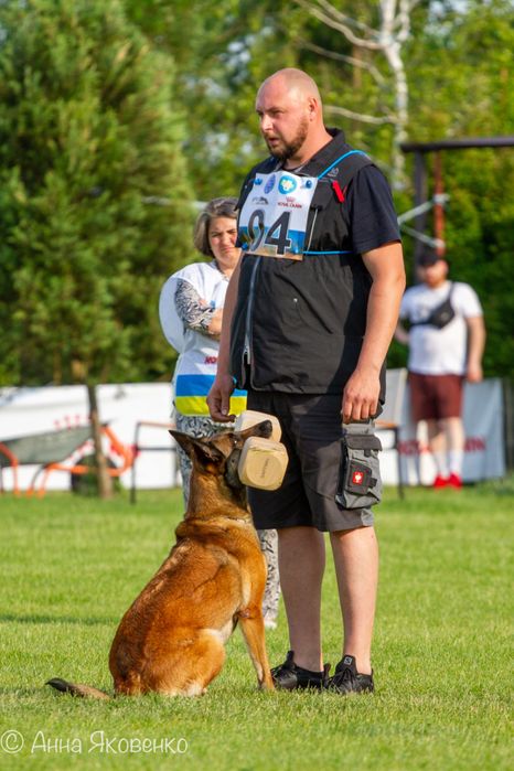 Дресирування собак, перетримка собак, послуги кінолога!