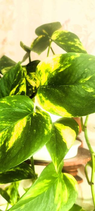 Filodendron pnący Epipremnum ‘Hicolor’ zwane również ‘Golden Queen’