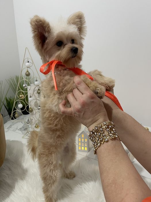 Помапу — Дівчатка, які змінять вашу реальність