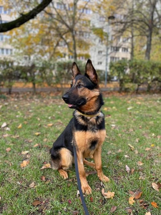 Oddam suczkę w typie owczarka