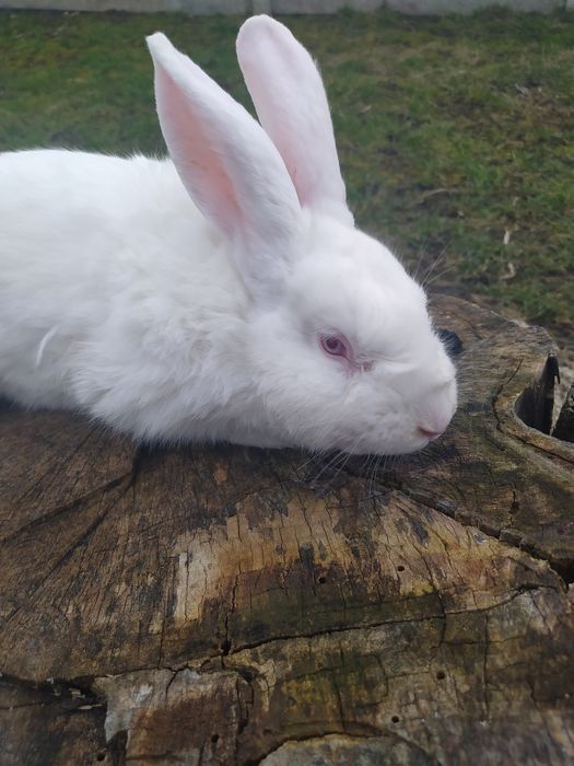 Кролі термонці та інші