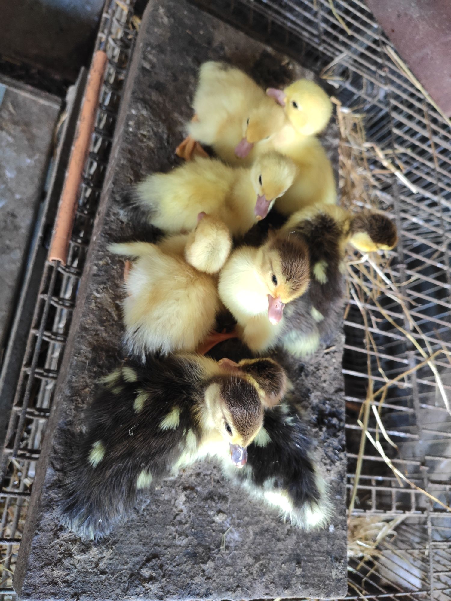 Patos mudos de várias idades e tamanhos