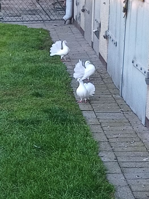 Gołębie ozdobne pawiki