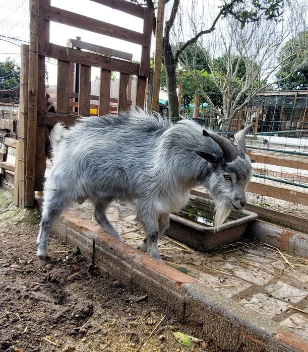 Vendo Cabrito Adulto