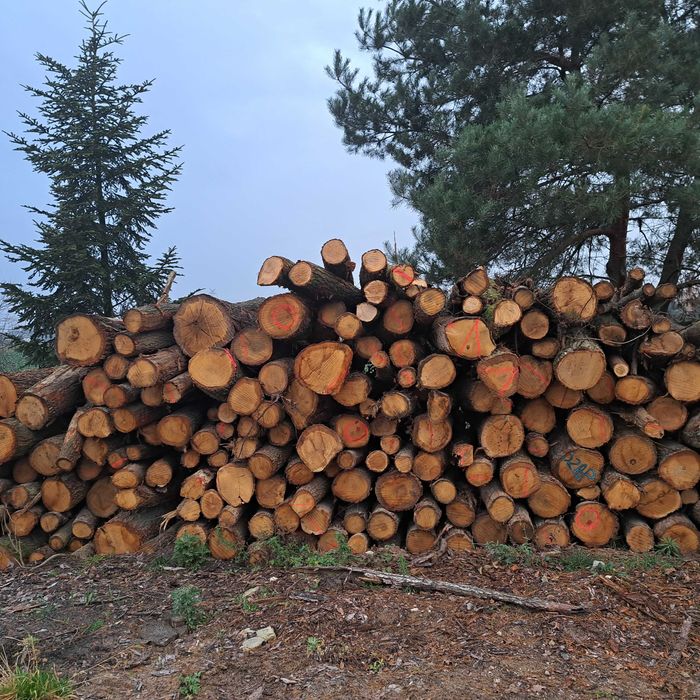 Sprzedam drzewo opałowe