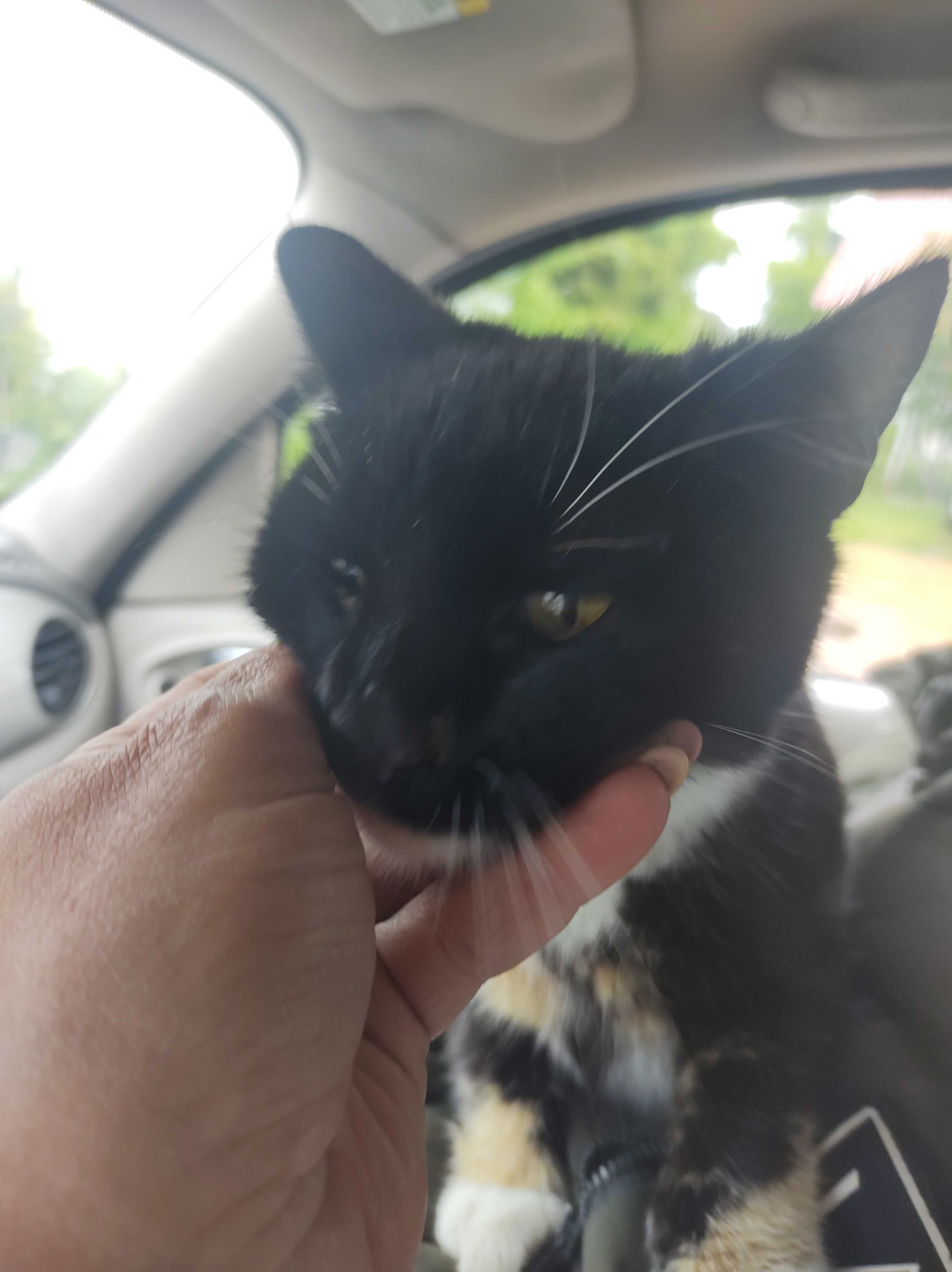 Kot do adopcji pilnej