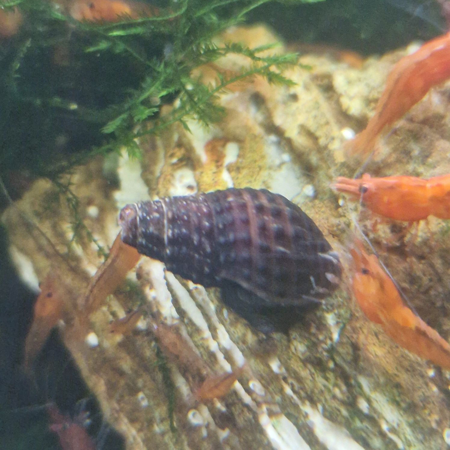 Caracol Tylomelania sp. Mini Carbo