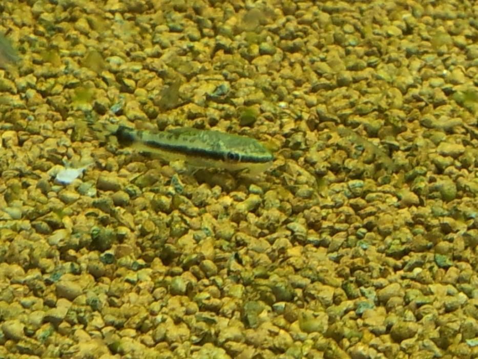 Otosek glonojad Otocinclus Affinis otoski